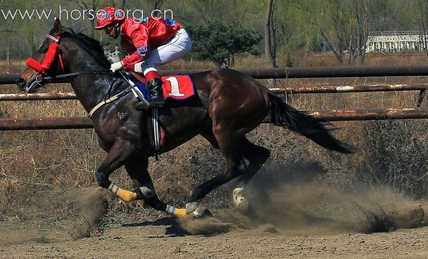 马主联谊杯”速度赛马（一）2011年4月2号