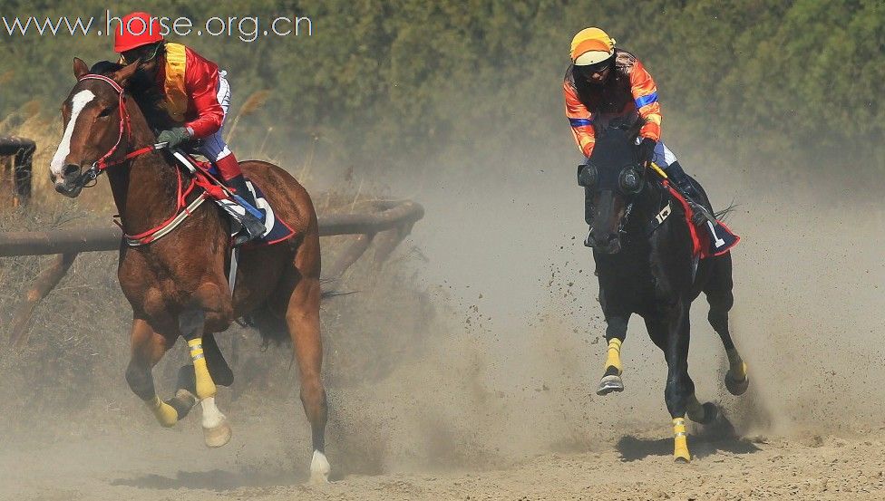 马主联谊杯”速度赛马（一）2011年4月2号