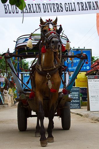 吉利島坐馬車 (4).jpg