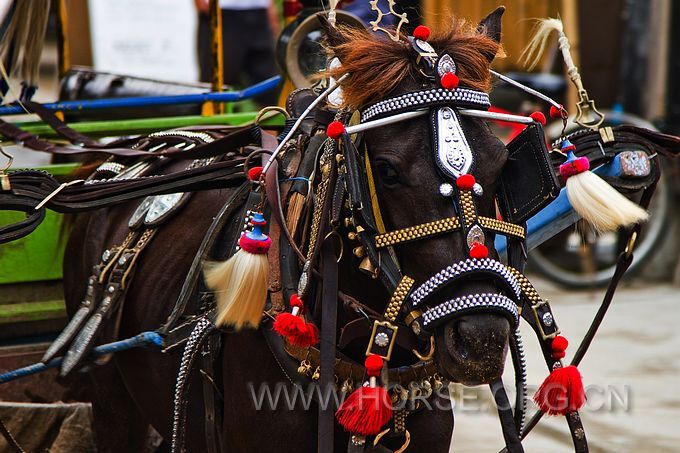 吉利島坐馬車 (5).jpg