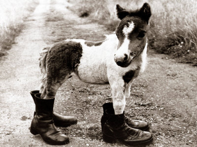 adult-horse-with-giant-boots.jpg