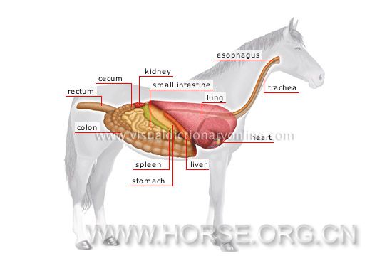 anatomy-horse.jpg