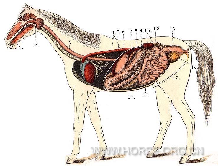 horse-gastrointestinal-anatomy-i5.jpg