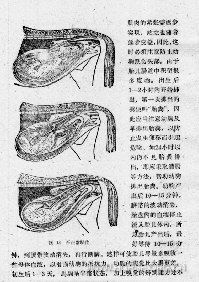 2。马驹的出生2.jpg