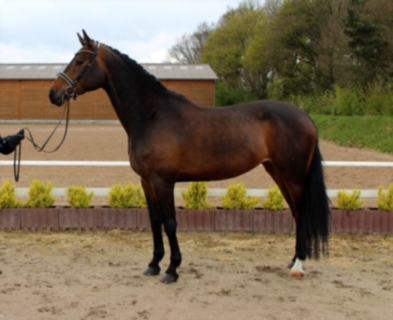 Happy Hour 5 yrs 1,70m mare.jpg