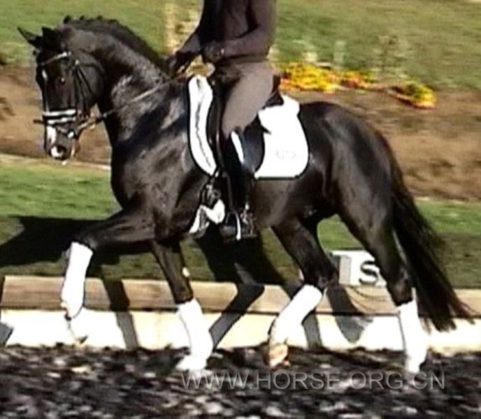 Fancy Black Hanovarian stallion 4yrs, 1,68m.jpg