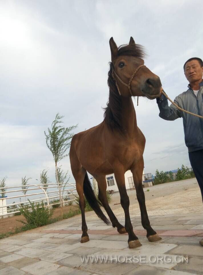 母马，一米五一，一万