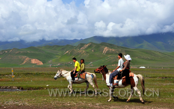 骑马观光旅游.png