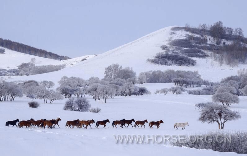 雪地马群3.jpg