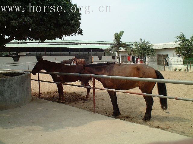 石岩湖香港騎士會