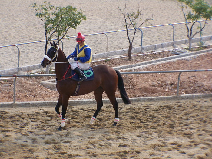 2005.2.12公明育马山庄赛马大会