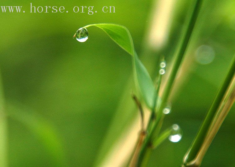 雨后森林