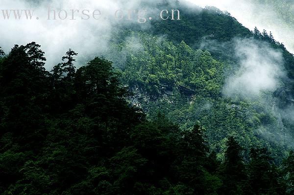 雨后森林