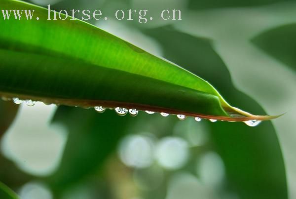 雨后森林