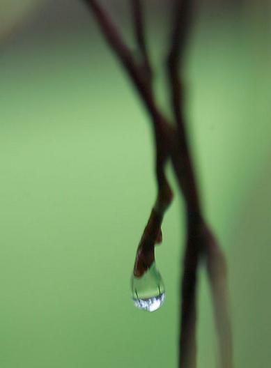 雨后森林