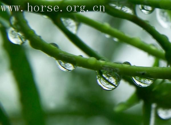 雨后森林