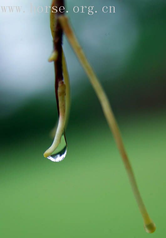 雨后森林