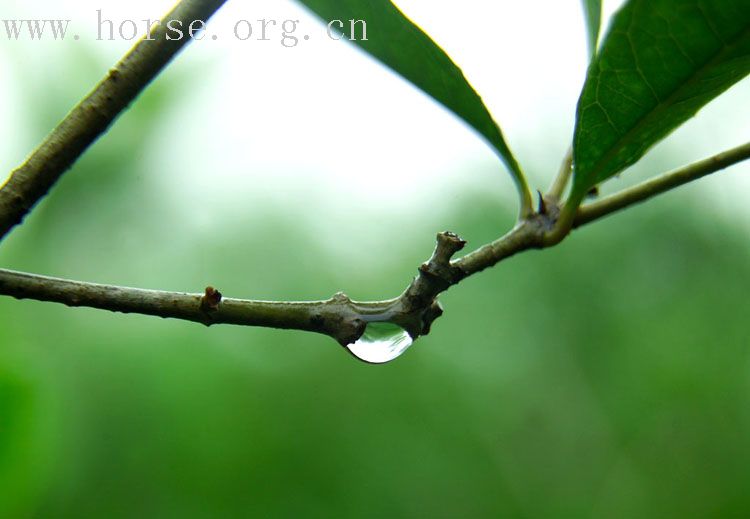 雨后森林