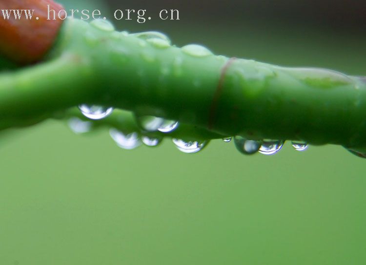 雨后森林