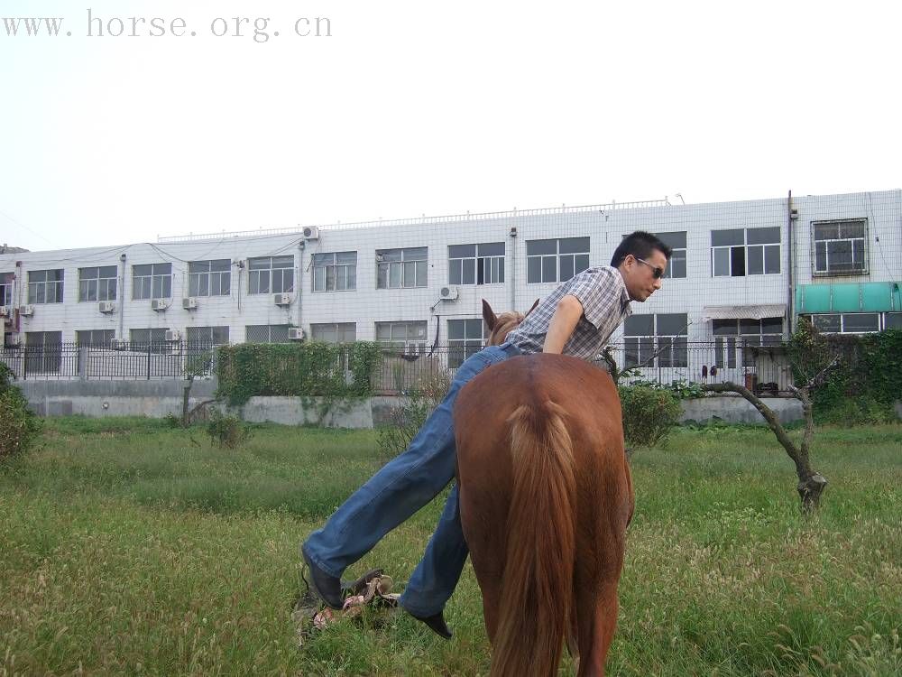 连续骑了两天马，全身酸痛。答应莱叔的裸骑照片，晚上上报