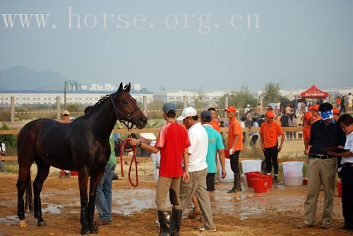 2007年全馬術(三項賽)錦標賽 - 現場報導1