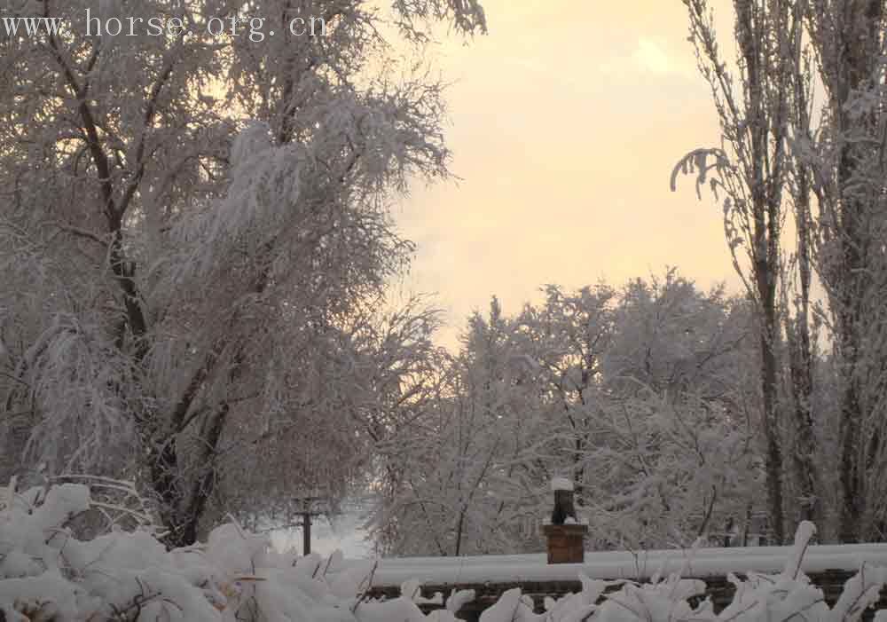 雪景！雪景！很美！！我们该玩滑雪，马拉雪橇。