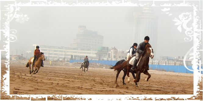 12月23号---舞动的海----凤凰马术沙滩马友大联欢组织中.....