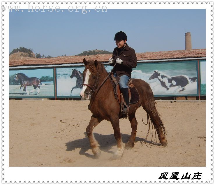 邀请马盟的马友们青岛野骑踏青------本活动由青岛风凰山庄赞助支持!