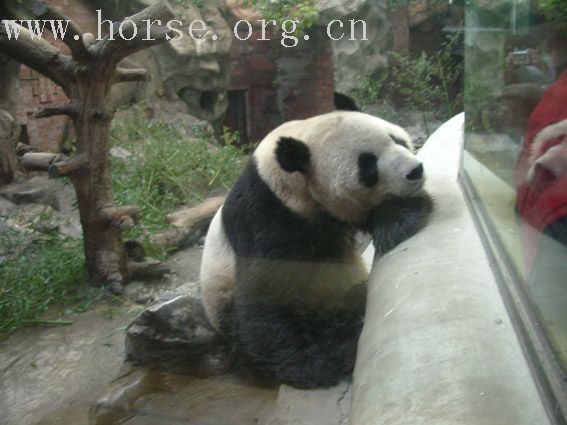 罕见照片 动物园熊猫向游人做鬼脸