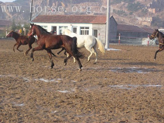 找赞助伙伴骑马逛中国带动国人马上运动风气,小赞助大义举谁才更真!