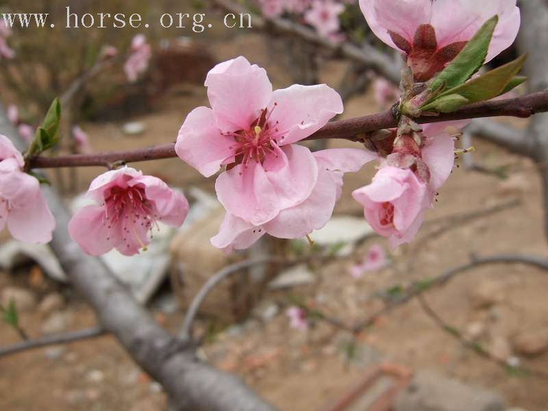 20070407青岛野骑踏青归来---照片连续更新中