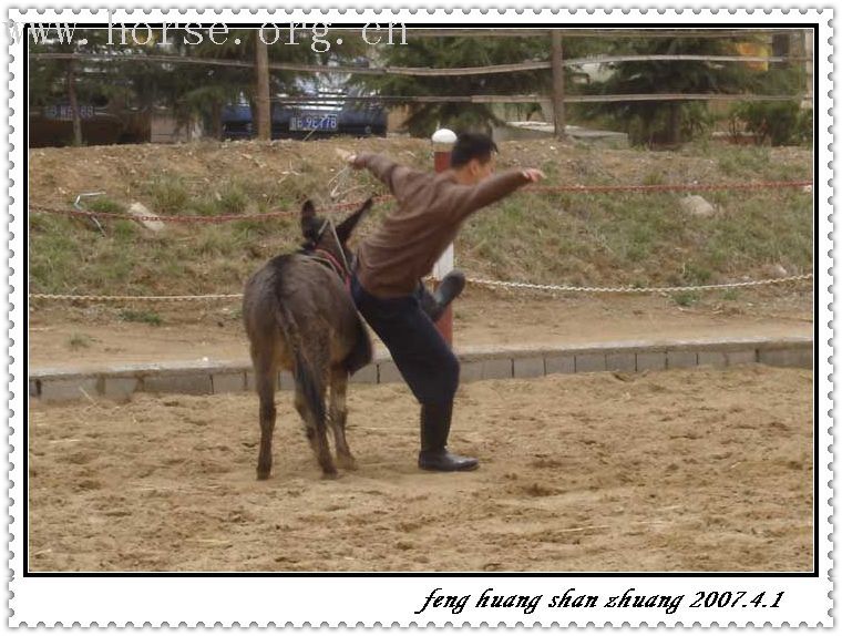 邀请马盟的马友们青岛野骑踏青------本活动由青岛风凰山庄赞助支持!