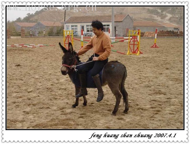 邀请马盟的马友们青岛野骑踏青------本活动由青岛风凰山庄赞助支持!