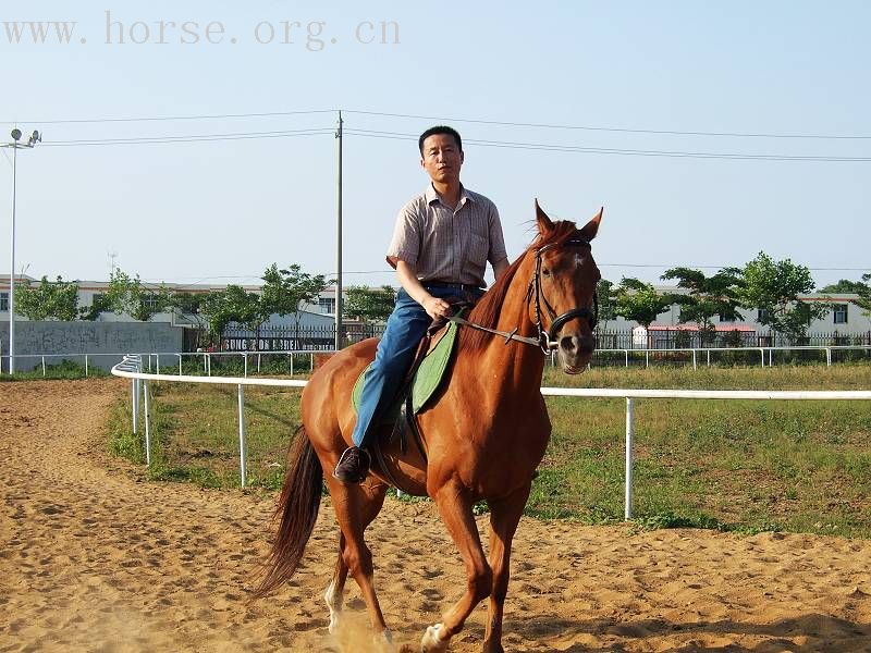 [贴图]漂亮好马骣骑个够