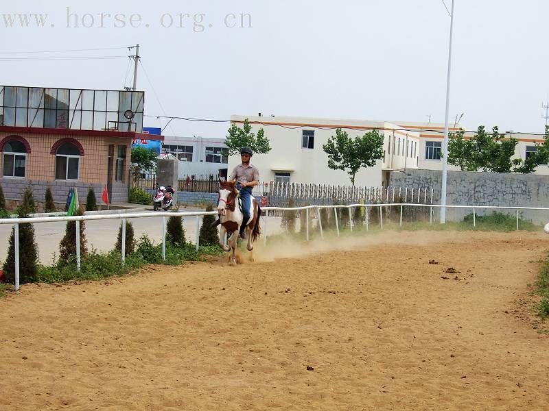 [贴图]漂亮好马骣骑个够