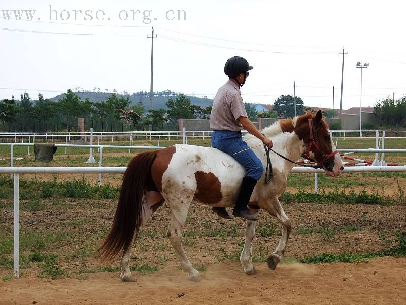 [贴图]漂亮好马骣骑个够