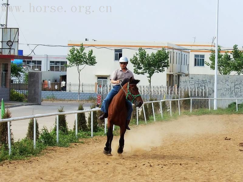 [贴图]漂亮好马骣骑个够