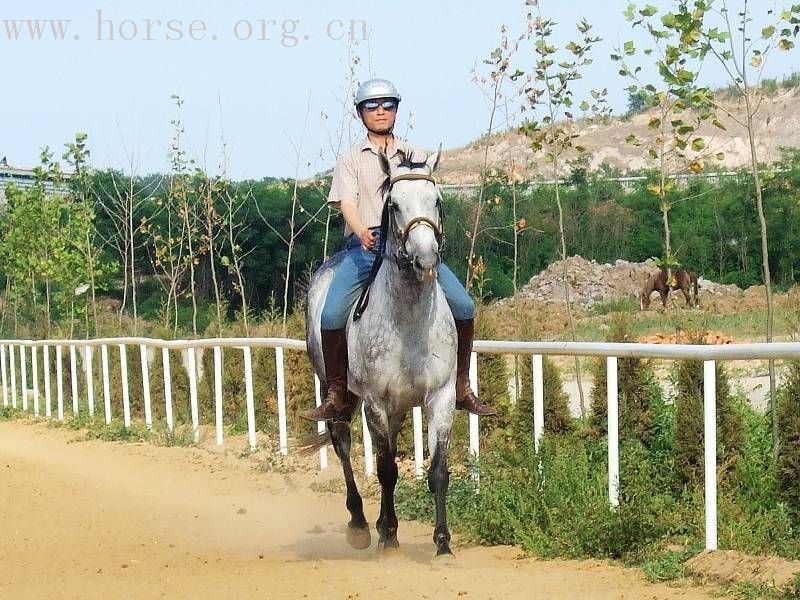 [贴图]漂亮好马骣骑个够