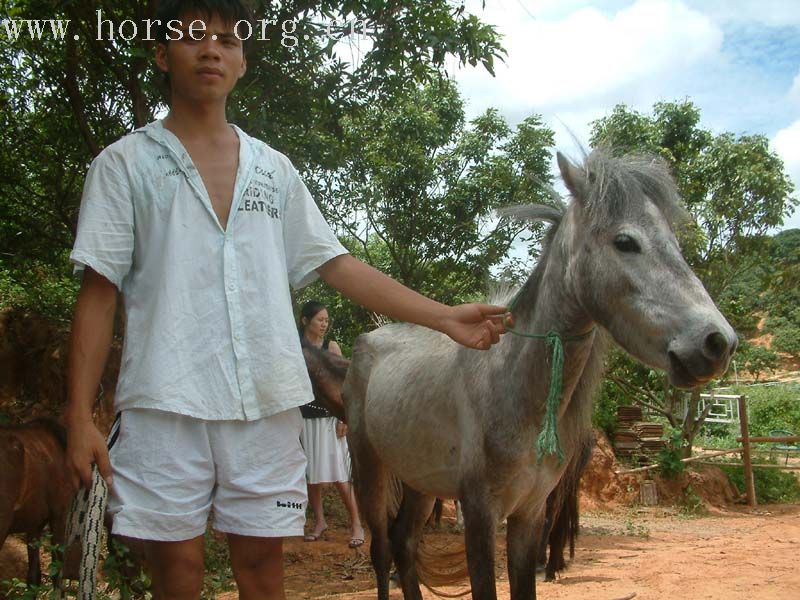 [公告]大量广西德保矮马销售！