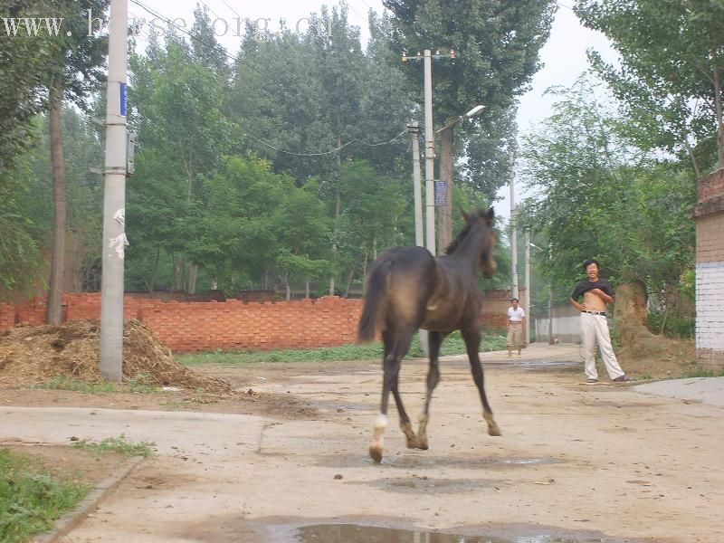 [贴图]骏马ＣＯＯＬＢＯＹ