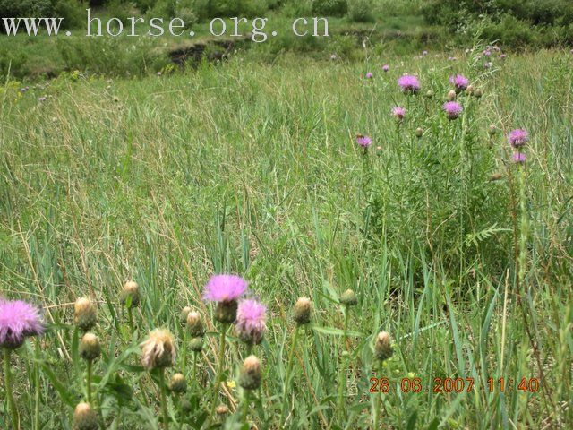 2007西乌旗草原文化节（那达慕）掠影