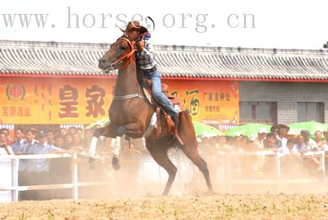 第二届太仆寺旗冠军赛的精彩演义