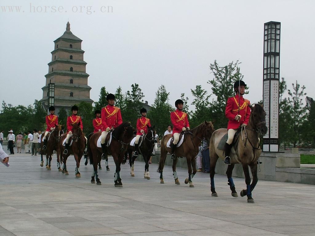 西安马术俱乐部--大唐礼宾骑兵队参加活动一览