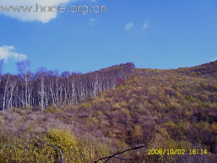 今年(2008)十一的坝上风景