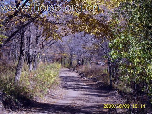 今年(2008)十一的坝上风景