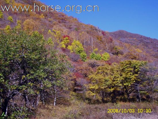 今年(2008)十一的坝上风景