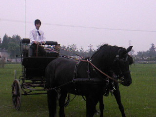 很漂亮的 Friesian horse ﹝荷蘭種費里西安馬﹞