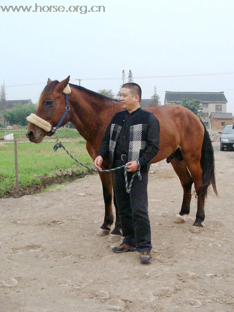 转让马1.5万，南京