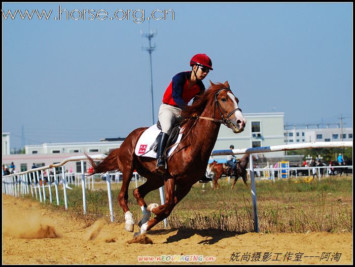 青岛登程马场高薪诚聘马术教练