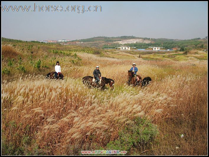 青岛登程马场高薪诚聘马术教练